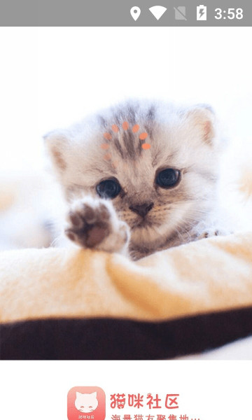 猫咪社区官方版app v1.0.28