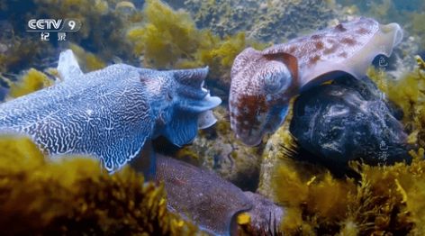 熊猫兔TV软件免费版 v1.0.1